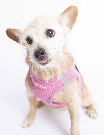 Chicklette