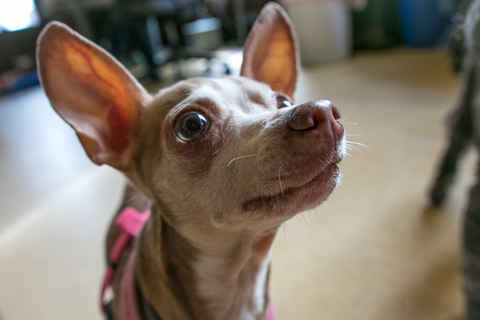 Cicely