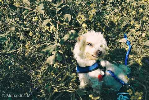 Pixel