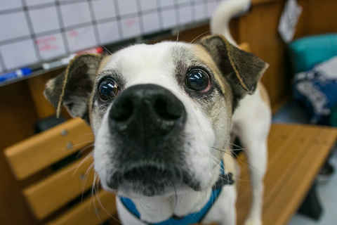 Woof