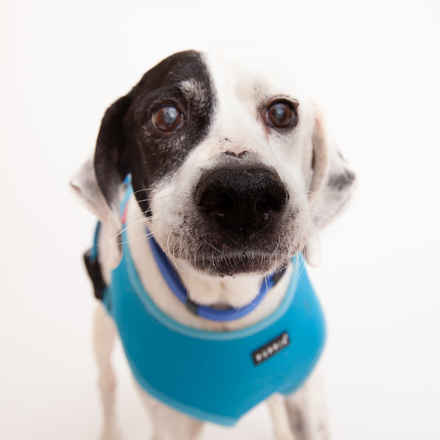Seamus