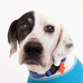 Seamus