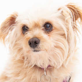Penny Lane