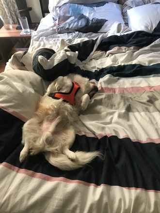 Yoshi