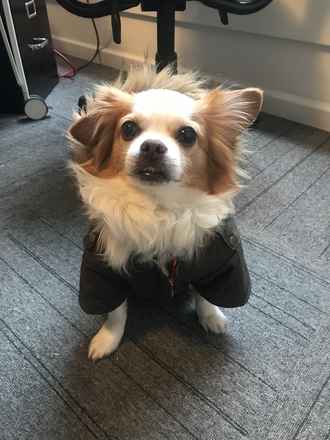 Yoshi