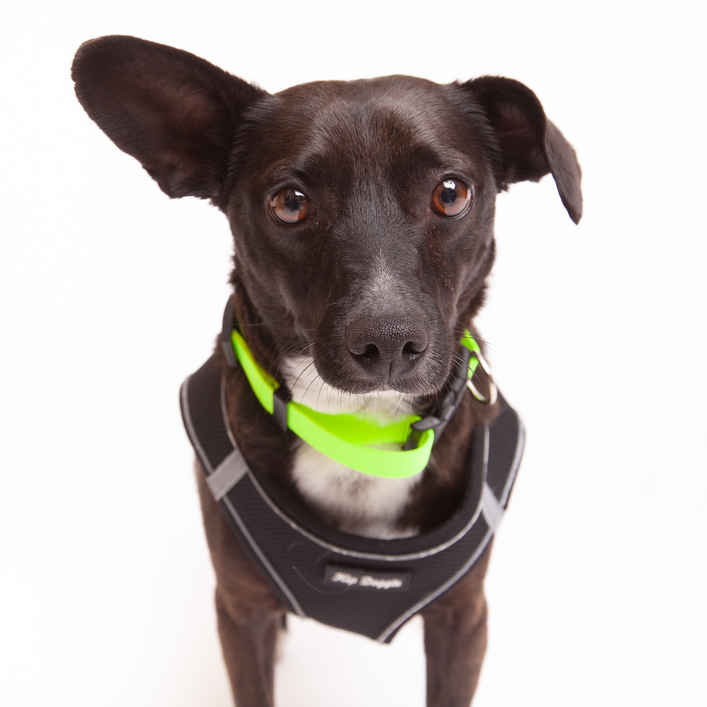 Dougie