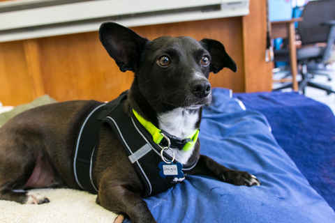 Dougie