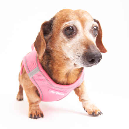 Sigourney Wiener