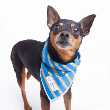 Skipper