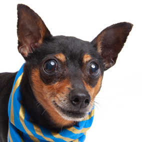 Skipper