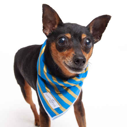 Skipper