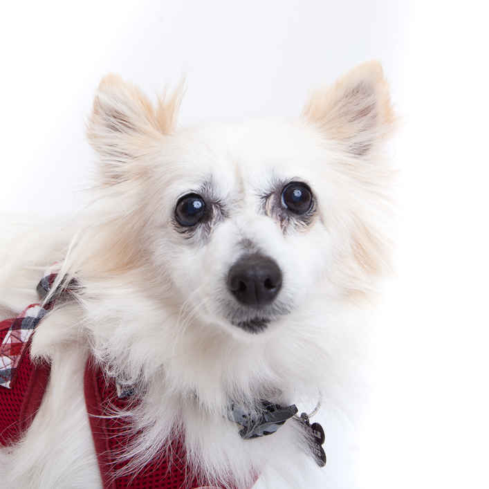 Sansa Bark