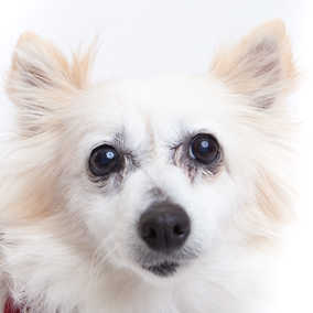 Sansa Bark