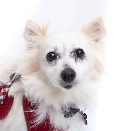Sansa Bark