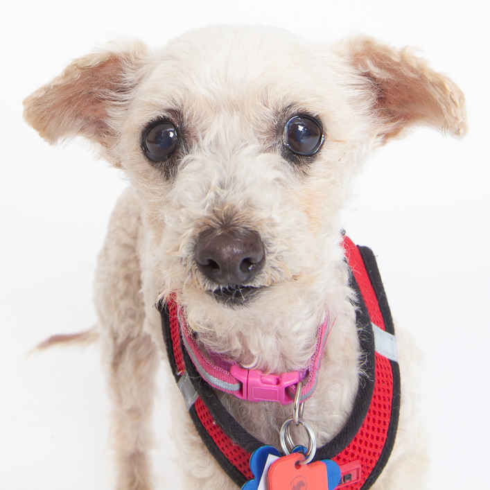 Piper