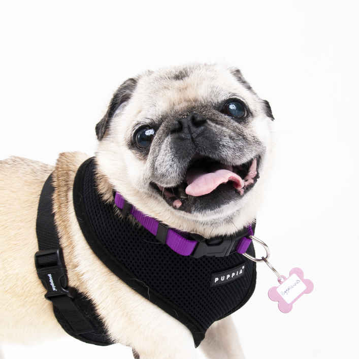 Puggalicious