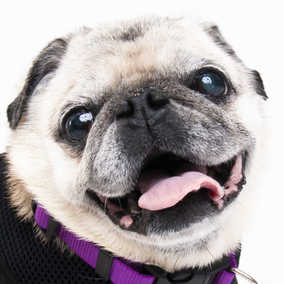 Puggalicious
