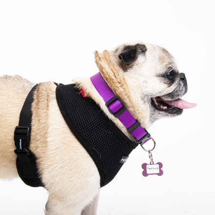 Puggalicious