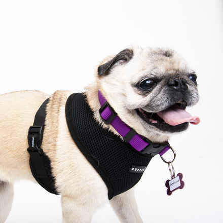 Puggalicious