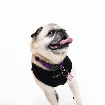 Puggalicious