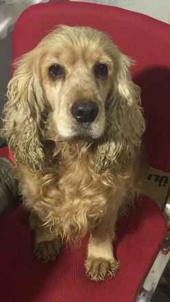 Maisey