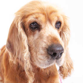 Maisey