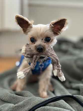 Little Monster #