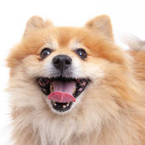 Bamboozle