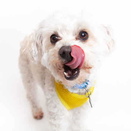 Ernie
