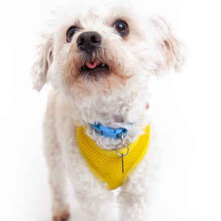 Ernie