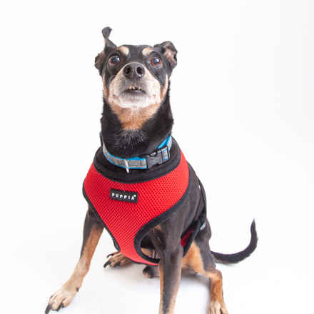 Snoop