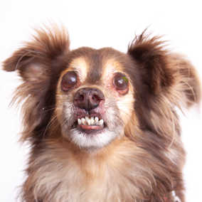 Norbert