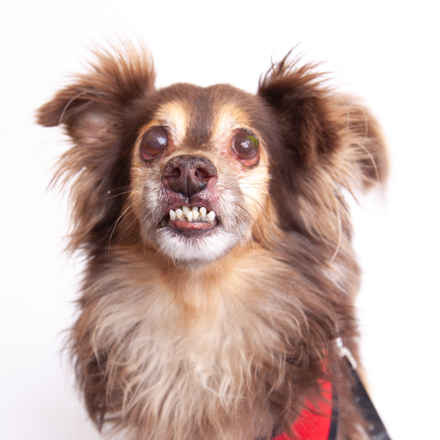Norbert