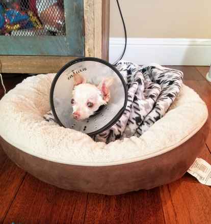 Tiny Tot