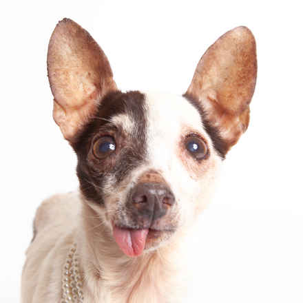 Tallulah