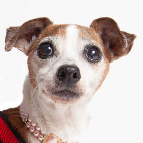 Tootsie #