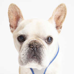 Bernard
