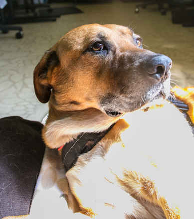 Tonka