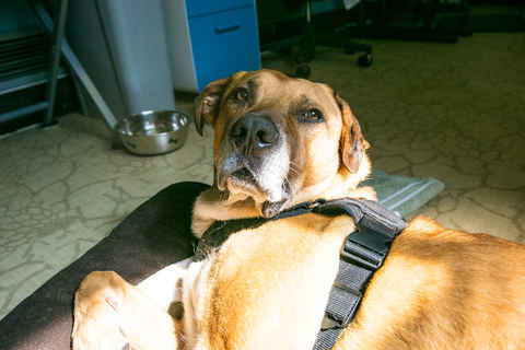 Tonka