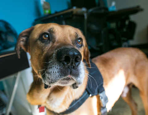 Tonka