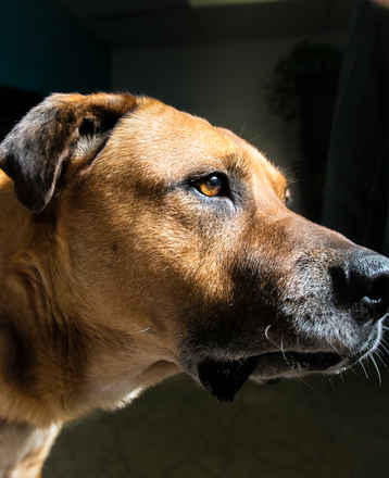 Tonka