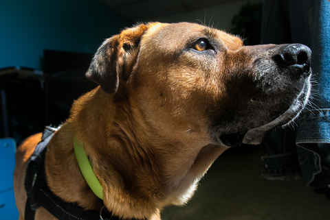 Tonka