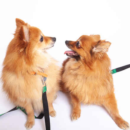 Polly & Esther