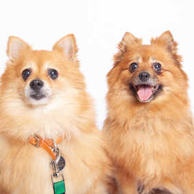 Polly & Esther