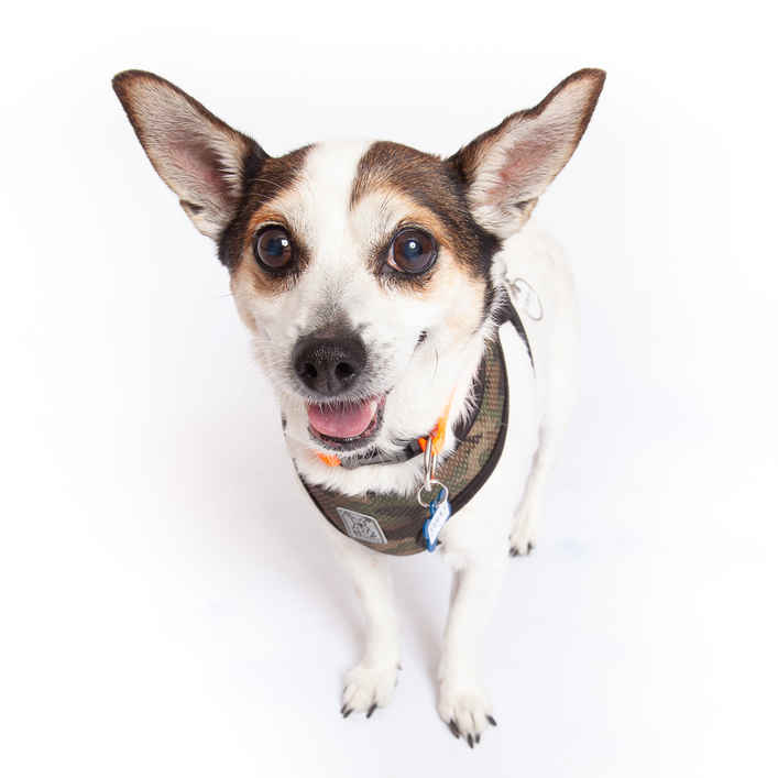 Sammy