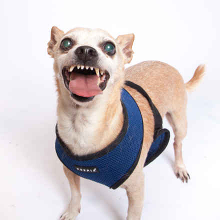 Newman