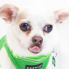 Mookie
