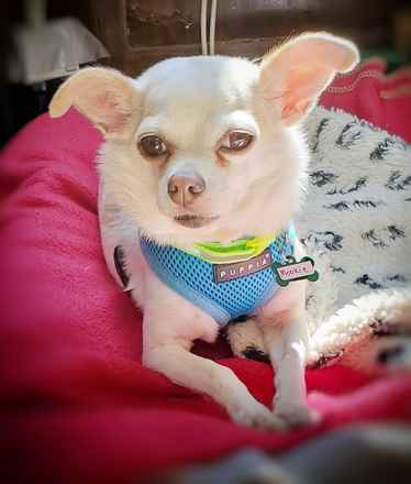 Mookie