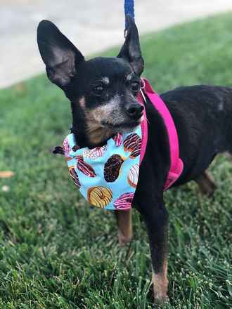Minky
