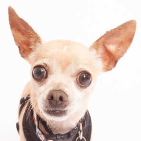 Shuby